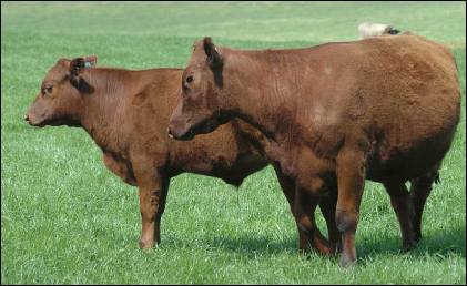 red angus cattle at glenshea farm