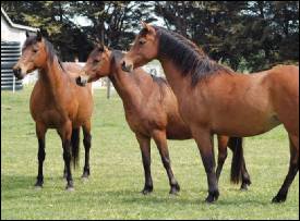 three horses at glenshea farm