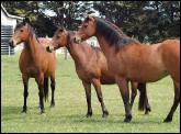three horses at Glenshea farm, hawkesdale