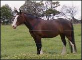 an elderly horse stands in a paddock