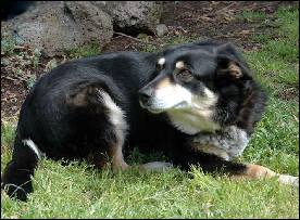 a cattle dog at glenshea farm