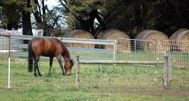 a horse grazes in a paddock near haybales
