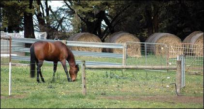 a horse grazes in a paddock near hay bales