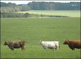 three cows at glenshea farm