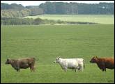 cattle and expansive fields at glenshea farm