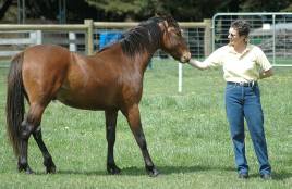 Glenshea farm owner Erica pats an elderly horse