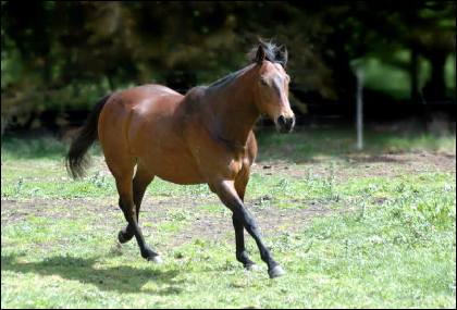 a horse canters in a paddock lined by trees