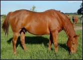 a stallion grazes in a field