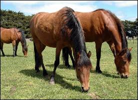 agisted horses grazing at glenshea farm