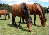 three horses grazing in a paddock