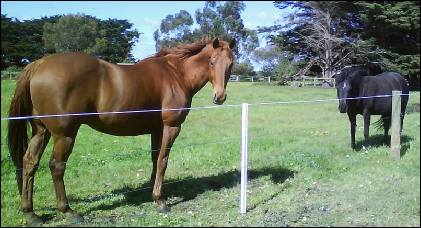 two horses agisted in a paddock