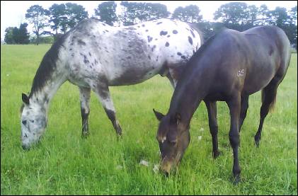 two horses graze while on agistment