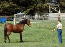 Glenshea farm owner Erica coaxes a newly-arrived horse towards her