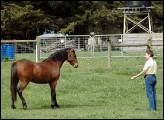 glenshea farm owner Erica coaxes a horse on agistment