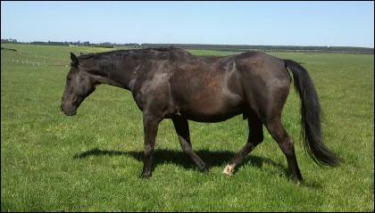 an old horse on agistment at glenshea farm