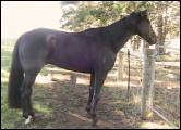 an old horse stands quietly in shade under trees