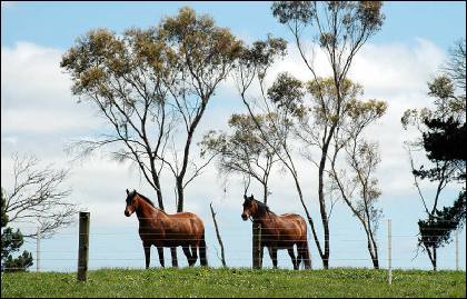 two horses on the skyline by trees and a fence