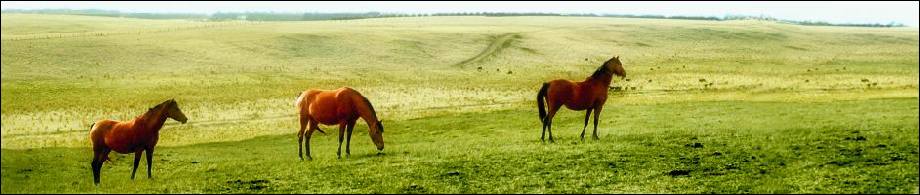 Retired horses agisted at Glenshea Farm
